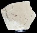 Fossil Cricket (Pronemobius) - Utah #9885-1